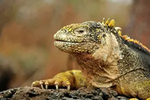 Nails: Galapagos Land Iguana