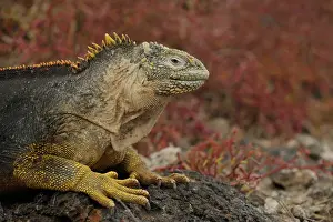 Galpagos: Galapagos Land Iguana