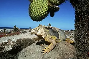 Conolophus: Galapagos Land Iguana - below Cactus (Opuntia sp.)
