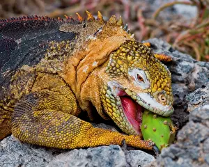 Galpagos: Galapagos land iguana (Conolophus subcristatus)