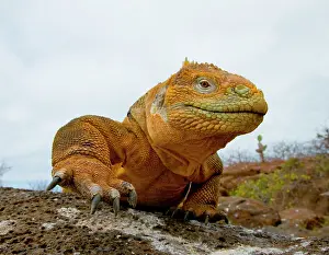 Plans: Galapagos land iguana (Conolophus subcristatus)