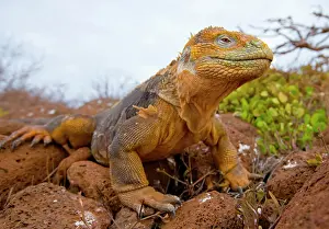 Moulting: Galapagos land iguana (Conolophus subcristatus)