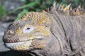 Galapagos: Galapagos land iguana (Conolophus subcristatus)