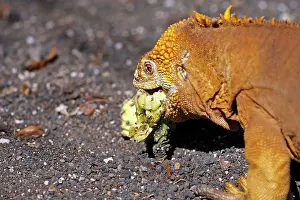 Conolophus: Galapagos Land Iguana - eating a cactus fruit