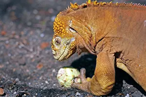 Conolophus: Galapagos Land Iguana - eating a cactus fruit