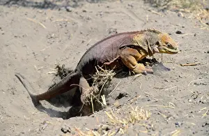 Conolophus: Galapagos Land Iguana - female digging nest