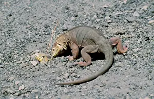 Conolophus: Galapagos Land Iguana - female at nest site on