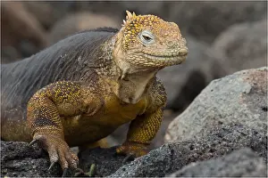 Seymour: Galapagos Land Iguana - On North Seymour Island