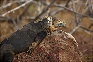 Seymour: Galapagos Land Iguana - Resting on a rock - North