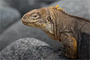 Seymour: Galapagos Land Iguana - On a rock - North Seymour