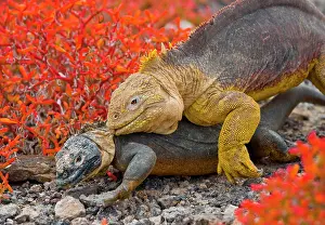 Bites: Galapagos land iguanas (Conolophus subcristatus)