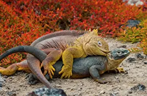 Bites: Galapagos land iguanas (Conolophus subcristatus)