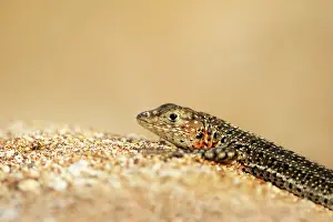 Tropidurus: Galapagos Lava Lizard