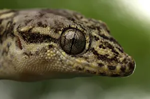 Pete: Galapagos Leaf-toed Gecko (Phyllodactylus