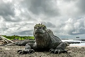 Amblyrhynchus: Galapagos Marine Iguana portrait