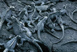 Spinosa: Galapagos Marine Iguanas