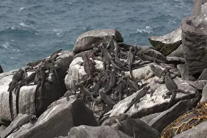 Slaughter: Galapagos Marine Iguanas - resting on rocks by the