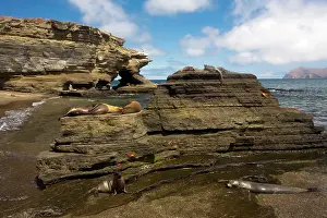 Sally: Galapagos microcosm - view with sealions, Sally