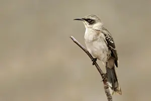 Galpagos: Galapagos Mocking Bird