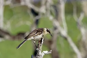 Nesomimus: Galapagos Mockingbird