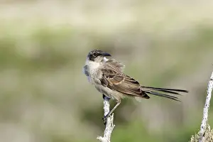 Nesomimus: Galapagos Mockingbird
