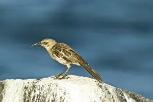 Nesomimus: Galapagos mockingbird