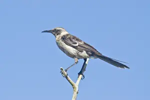 Nesomimus: Galapagos mockingbird