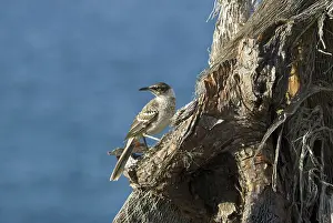 Nesomimus: Galapagos mockingbird