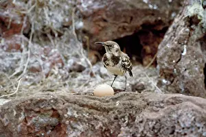 Nesomimus: GALAPAGOS MOCKINGBIRD - & EGG