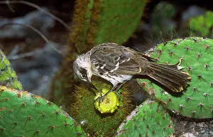 Mimus: Galapagos Mockingbird - feeding on Opuntia flower