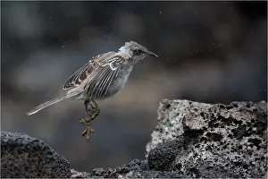 Note: Galapagos Mockingbird - Leaping onto a rock - Note