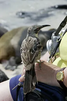 Nesomimus: Galapagos Mockingbird - perched on hand