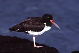Oystercatcher: GALAPAGOS OYSTERCATCHER