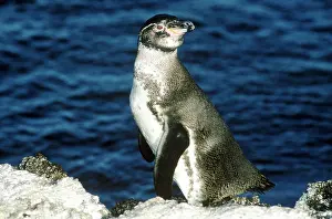 Mendiculus: Galapagos Penguin