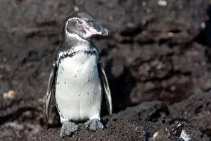 Mendiculus: Galapagos Penguin
