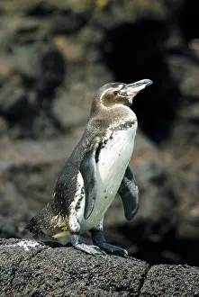 Endagered: Galapagos penguin