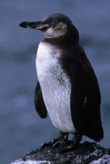 Mendiculus: Galapagos Penguin