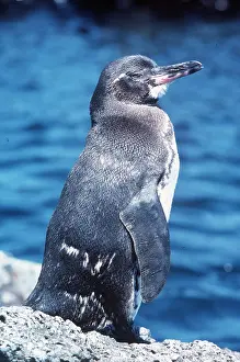 Alan Greensmith: GALAPAGOS PENGUIN
