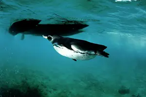 Pinguins: Galapagos Penguin - Endangered IUCN Bartholomz Island Galapa