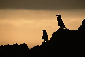 Mendiculus: Galapagos Penguin - pair silhouette