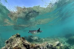 Pinguins: Galapagos Penguin Spheniscus mendiculus Endangered IUCN Bart