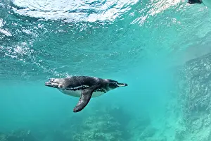 Pinguins: Galapagos Penguin Spheniscus mendiculus Endangered IUCN Bart