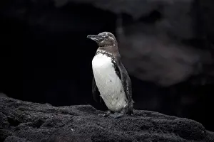 181017: Galapagos Penguin - Standing on a rock on Bartholome