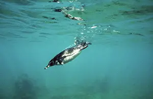 Mendiculus: GALAPAGOS PENGUIN - swimming underwater