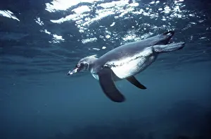 Mendiculus: Galapagos Penguin - swimming underwater