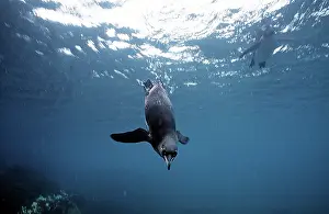 Mendiculus: Galapagos Penguin - swimming underwater