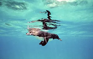 Mendiculus: Galapagos Penguin swimming underwater