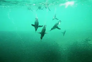 Mendiculus: Galapagos Penguin - underwater fishing for Anchovy
