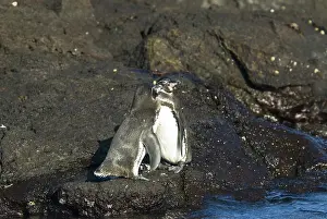 Bartolome: Galapagos penguins