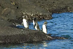 Bartolome: Galapagos penguins